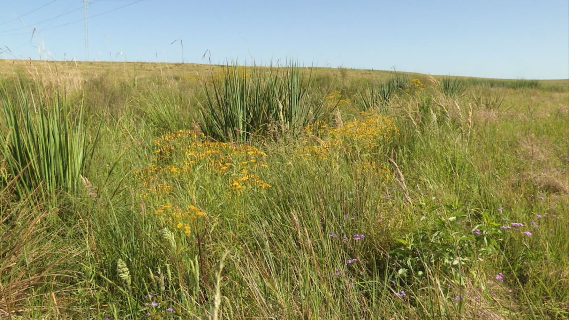 Foto: Reprodução/Giro do Boi.