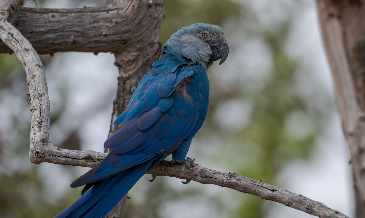 Ararinha-azul de vida livre próximo ao criadouro