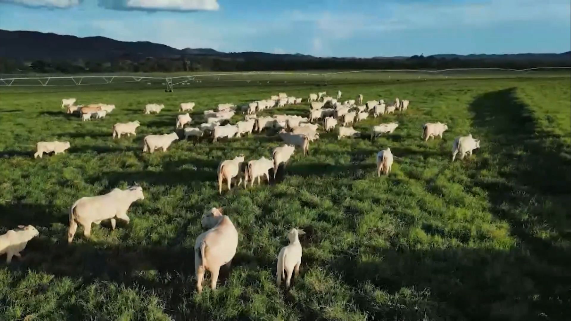 Recria na seca: suplementação estratégica acelera ganho de peso e abate