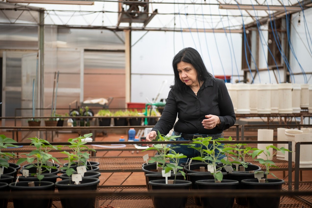 Mariangela Hungria da Cunha Londrina - PR Embrapa Soja (Rod. Carlos João Strass - Distrito de Warta) 27/09/202