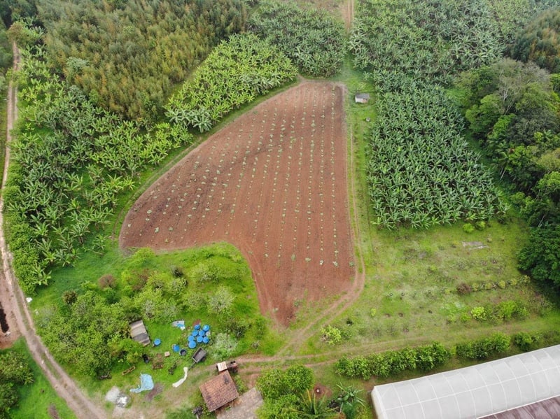 Bairro se torna polo de agricultura urbana na principal metrópole da América Latina
