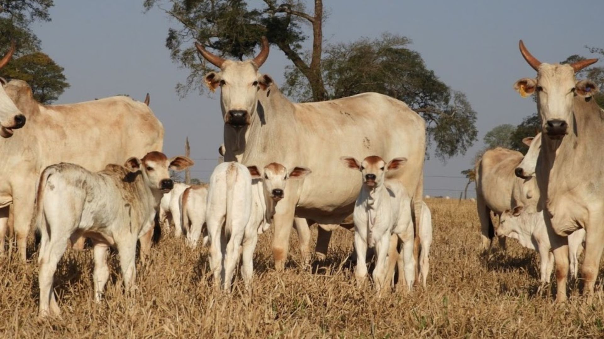 Preços da reposição e da vaca leiteira disparam: entenda os motivos das altas consistentes