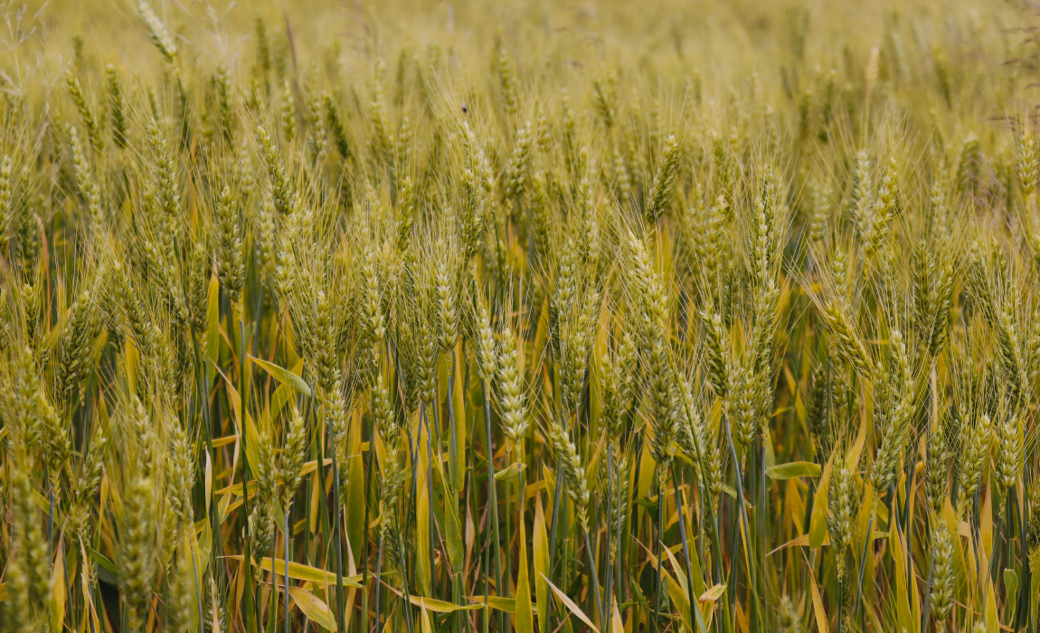 Foto: Ministério da Agricultura e Pecuária