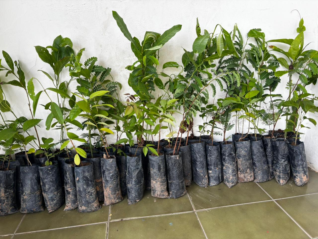 Piauí amplia reflorestamento com entrega 26 mil mudas