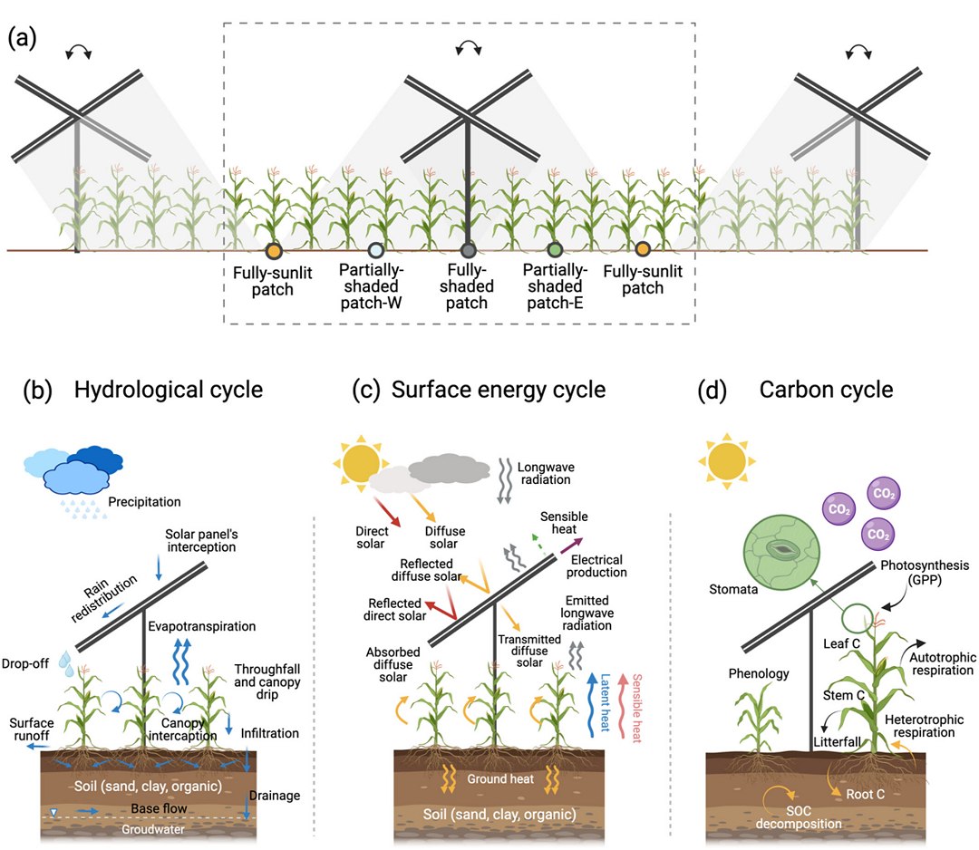 Representação esquemática (sem escala) da agrivoltaica e dos processos primários. (a) Integração de quatro áreas agrivoltaicas para cada tipo funcional de planta, incluindo seu arranjo espacial com painéis solares. (b) Representação do ciclo hidrológico (sub)superficial. (c) Balanço energético dos painéis solares em relação ao ciclo energético da superfície terrestre. (d) Dinâmica do ciclo biogeoquímico do carbono. [Imagem: Jia et al. - 10.1029/2025ms005092]