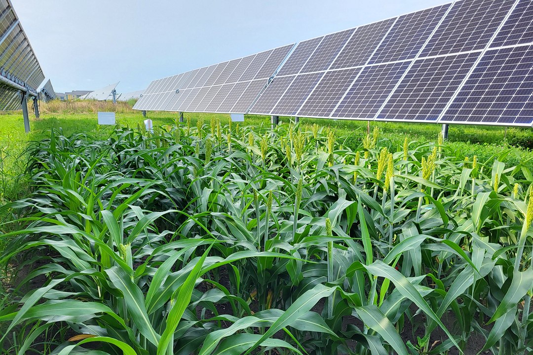 Placas solares na plantação trazem potencial de ganhos e perdas nos lucros e na lavoura