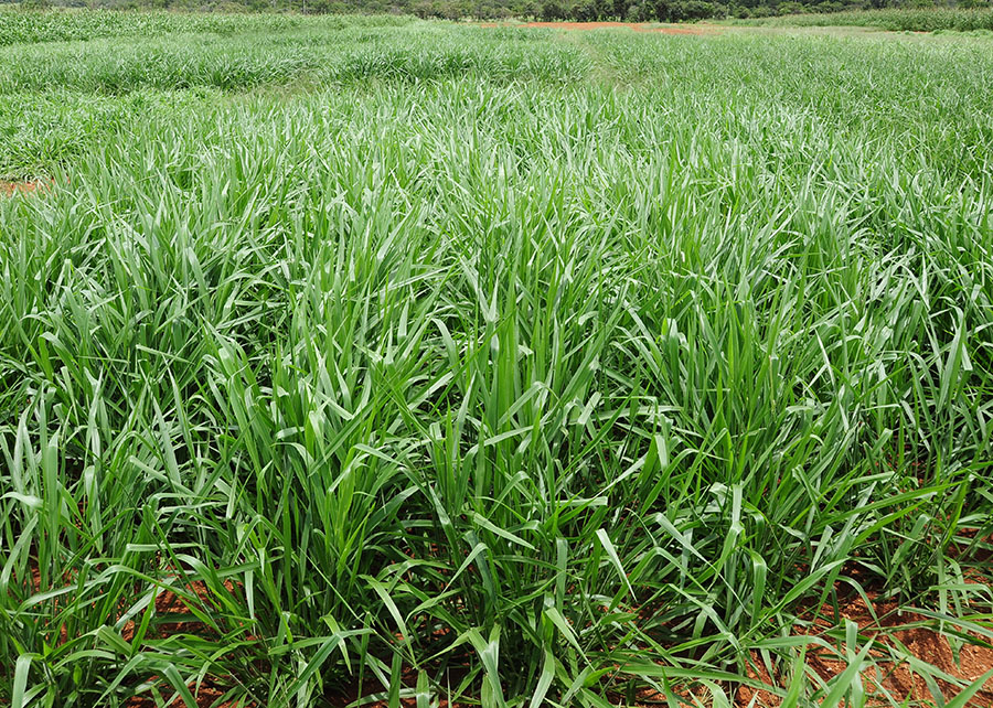 Foto: embrapa.br / Gerada por IA