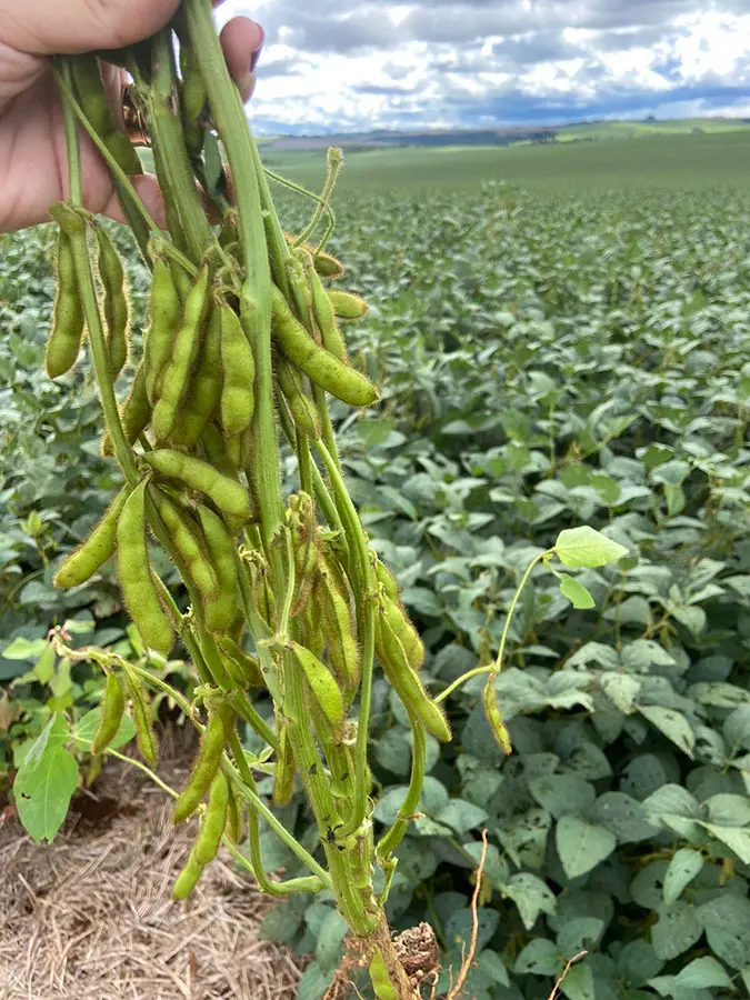 Foto: comprerural.com / Gerada por IA