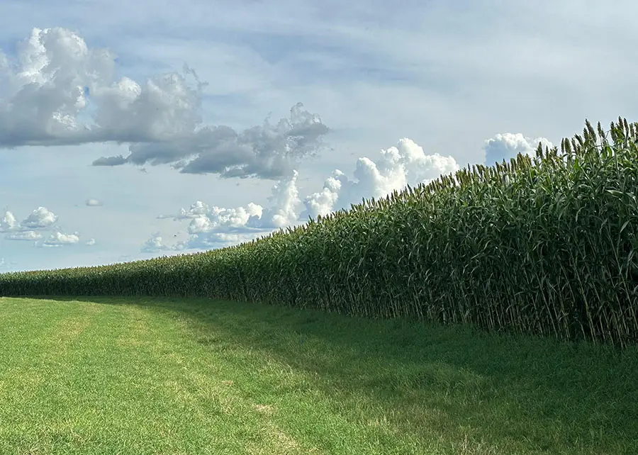Foto: comprerural.com / Gerada por IA