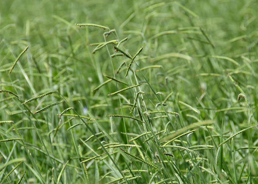 Foto: embrapa.br / Gerada por IA