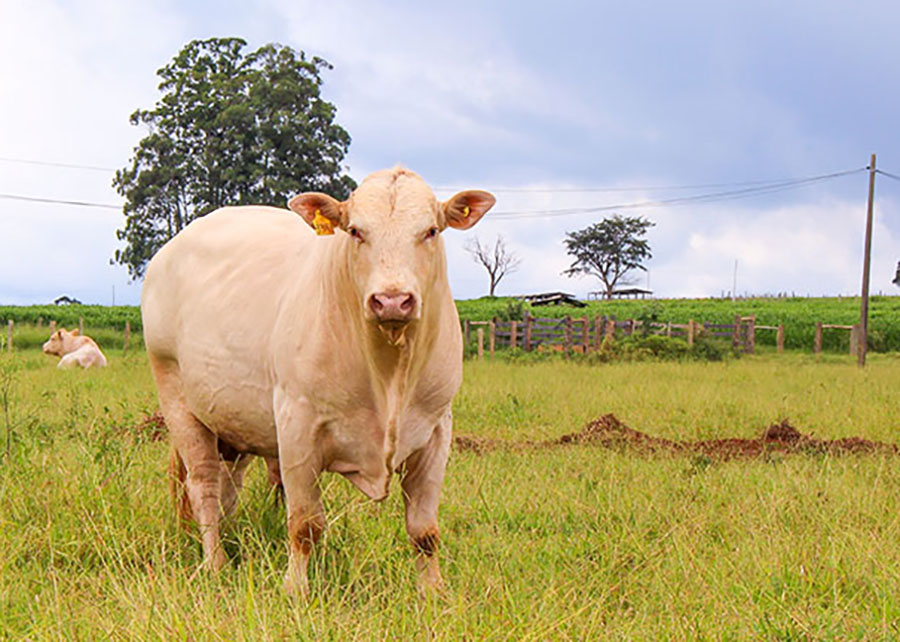 Foto: embrapa.br / Gerada por IA