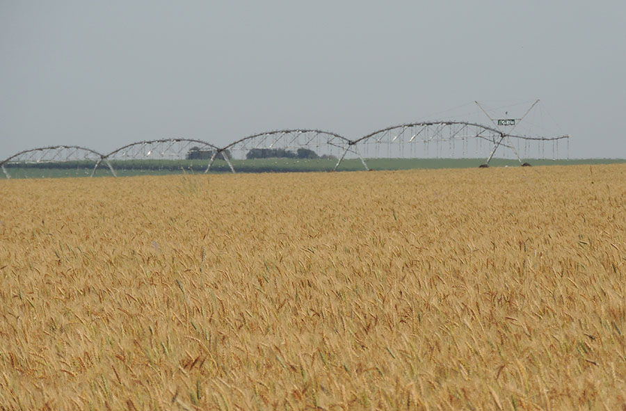 Foto: embrapa.br / Gerada por IA