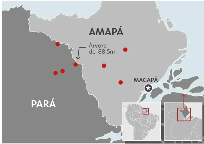 Localização do Angelim-vermelho, a maior árvore já descoberta no Brasil. Foto: G1