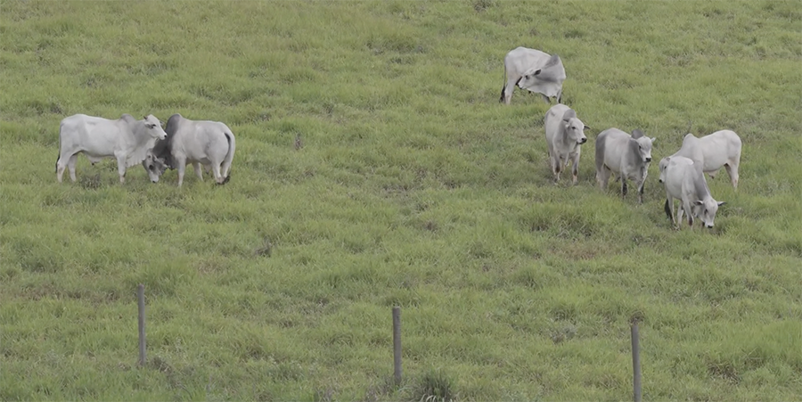 Foto: embrapa.br / Gerada por IA