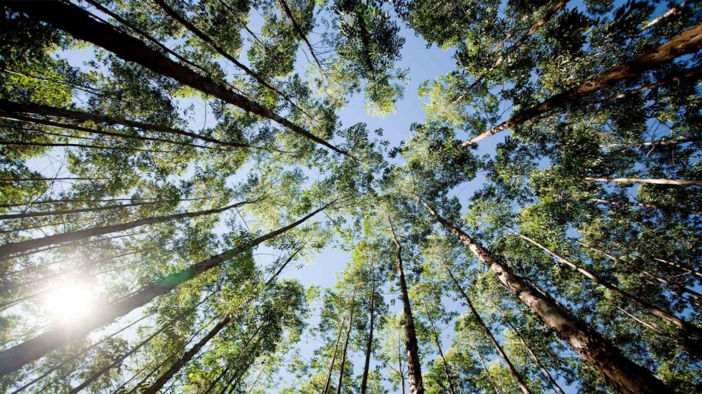 Uso de florestas plantadas para impulsionar o etanol de milho no Brasil