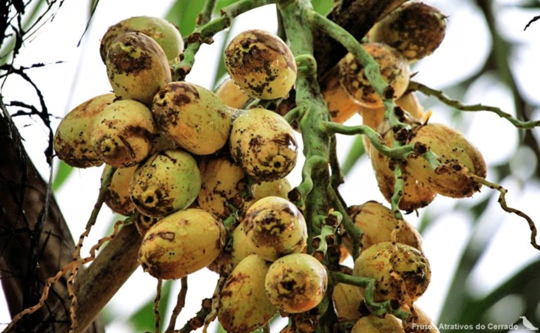 Guariroba: a palmeira do Cerrado que virou tema de viral e tem valor econômico e cultural