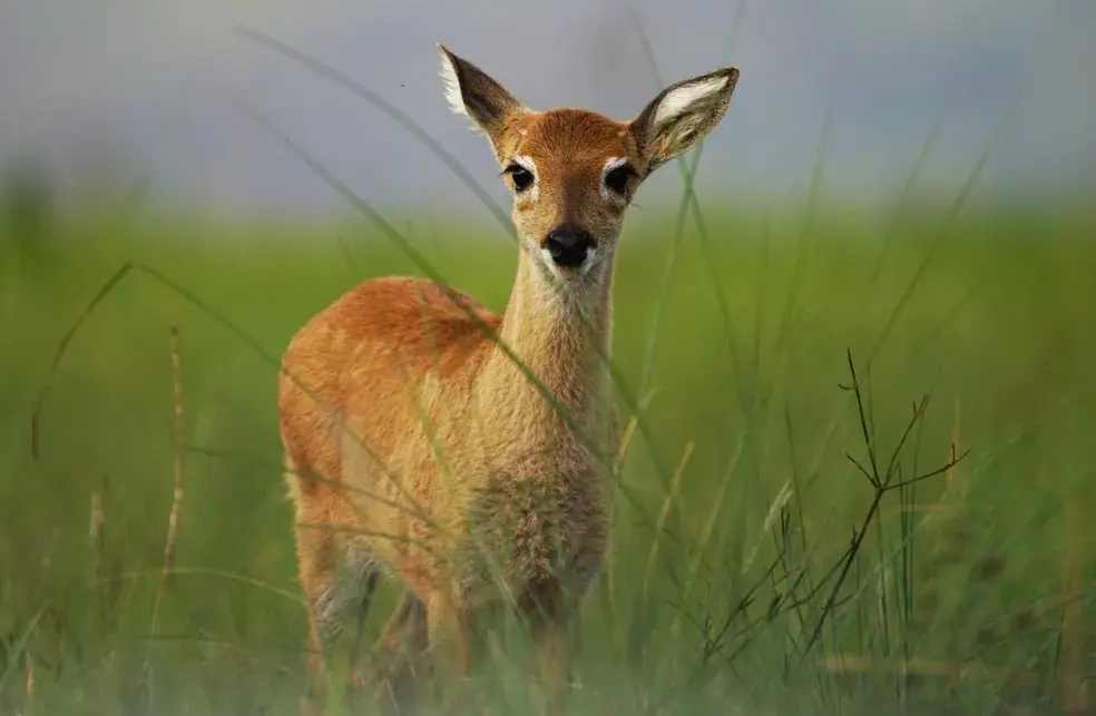 Foto: comprerural.com / Gerada por IA