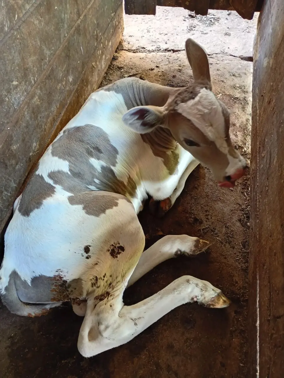 Foto: comprerural.com / Gerada por IA