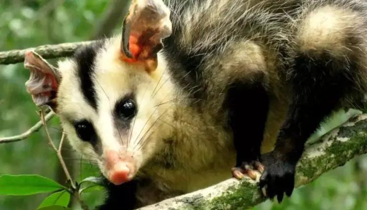O aliado silencioso na proteção ambiental e sanitária das fazendas