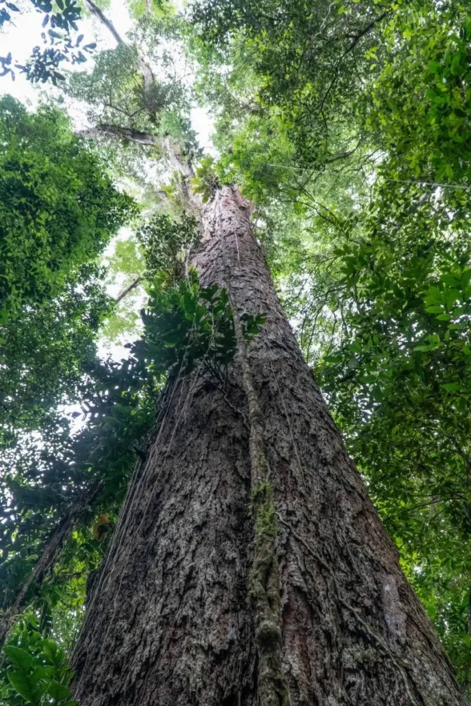 Angelim-vermelho é a maior árvore já descoberta no Brasil. Foto: Havita Rigamonte Divulgação