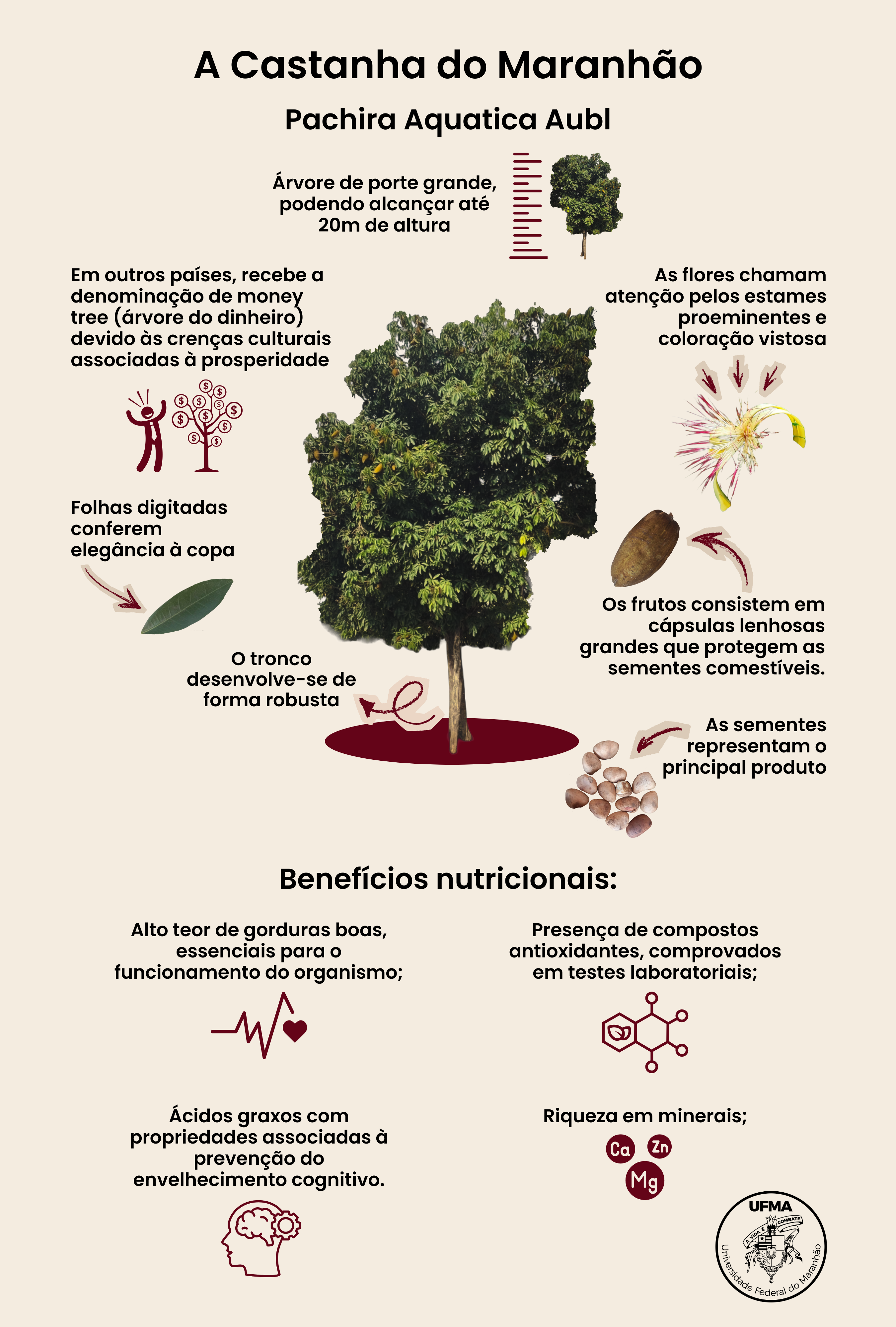  Infográfico: Coordenação de Comunicação Visual e Design Gráfico / UFMA.