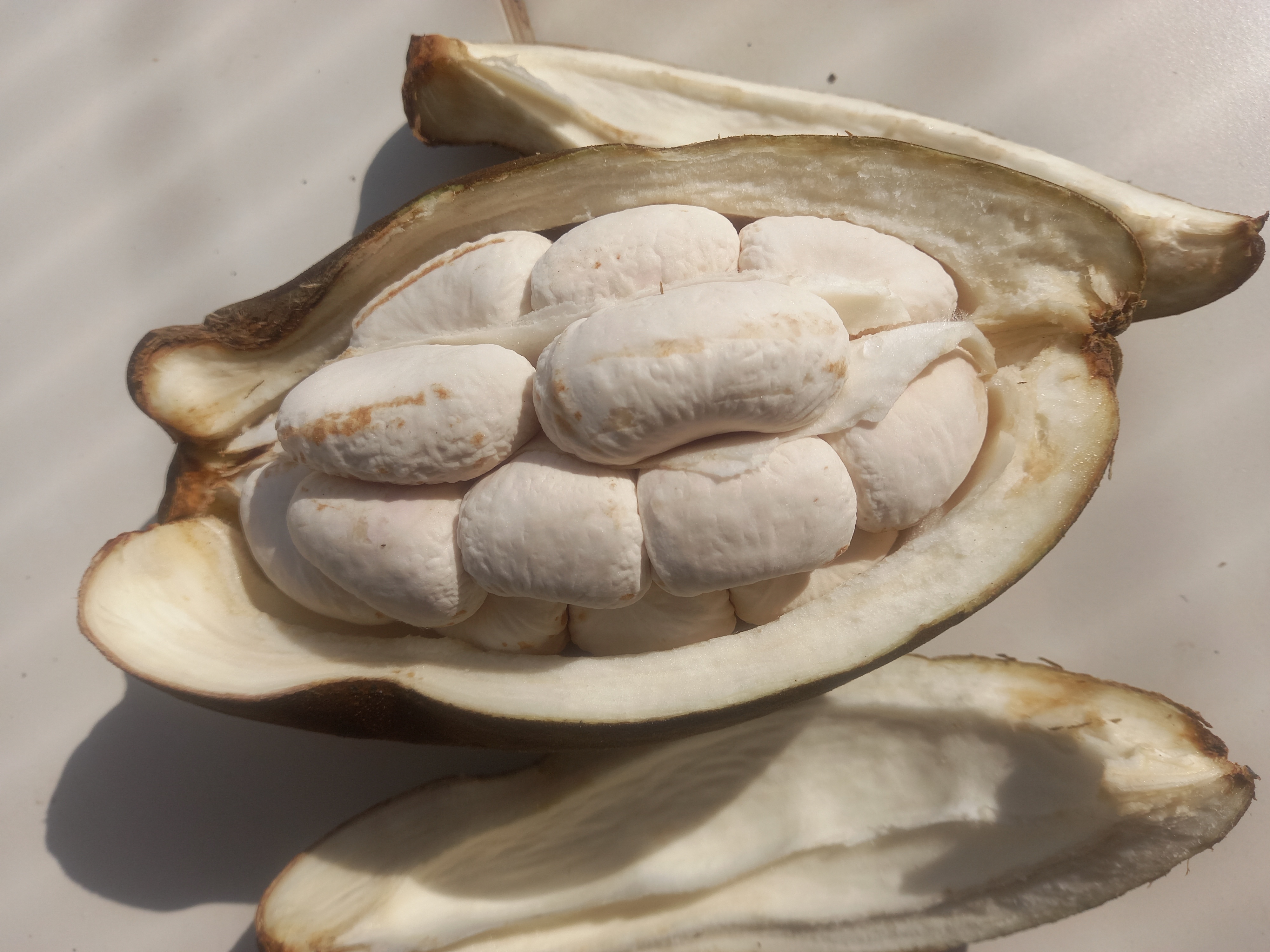 Fruto da castanha do Maranhão. Foto: acervo.
