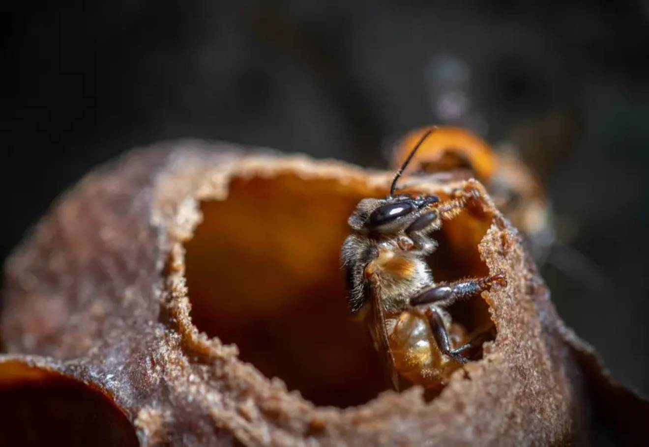 Dia Mundial da Abelha: Criação de abelhas sem ferrão fortalece comunidades