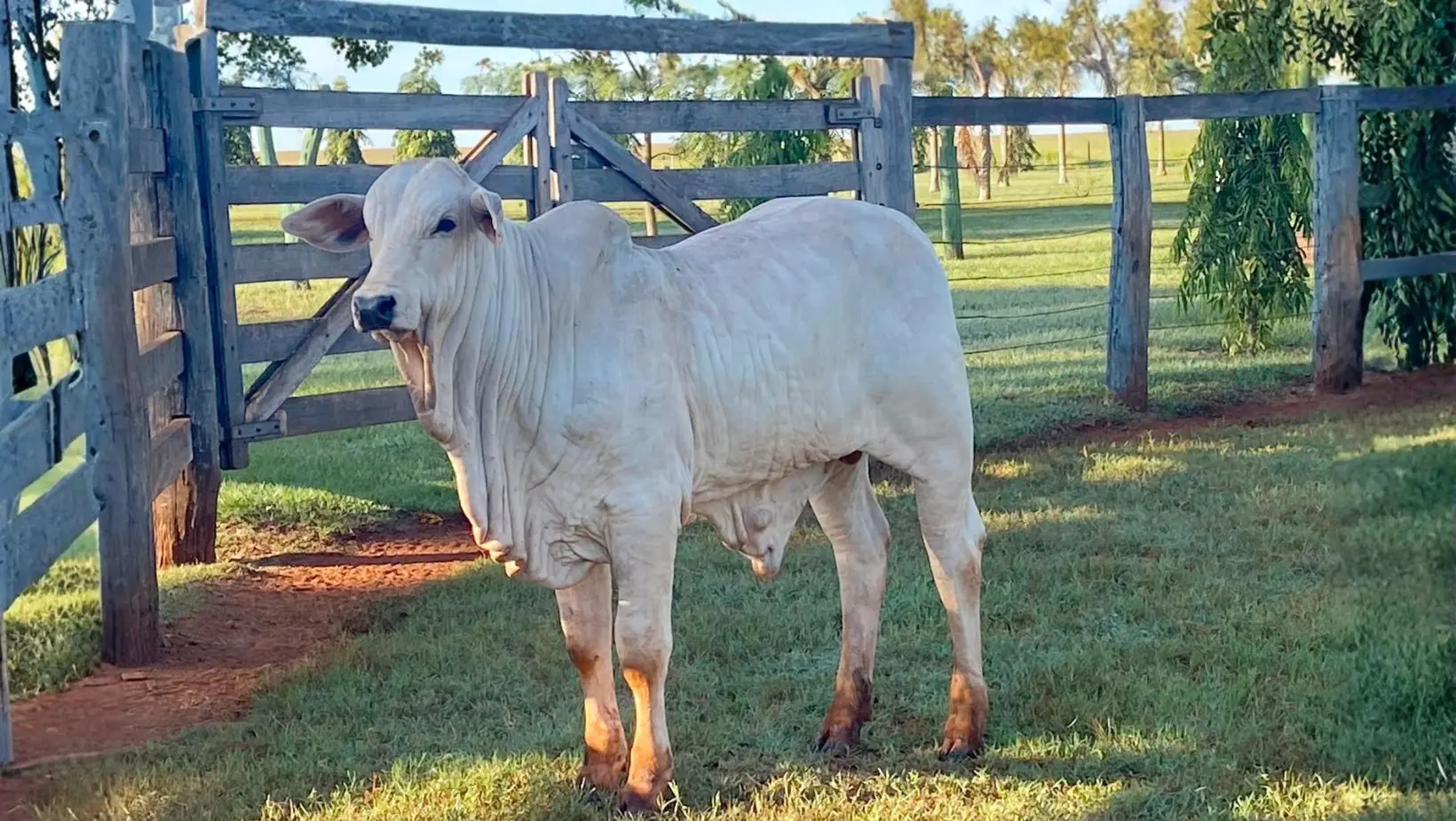 Filho do Nakar Serenata – 316 kg aos 8,5 meses / Foto: Sérgio Sarian
