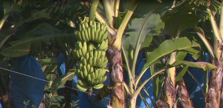 A cultivar, identificada como Clarinha (SCS455), foi descoberta de forma espontânea no município de Luiz Alves (SC) - Foto: Divulgação / Mapa.