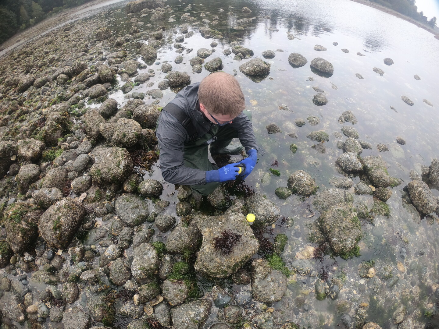 O pesquisador Jeff Tingley coletando amostras de algas marinhas - Foto: Canadian  Light.