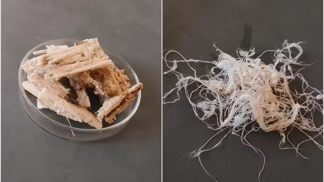 Conheça o projeto do estudante Thiago Alves, que usou o bagaço de cana para criar uma fibra biodegradável e conquistou vagas na USP, Unicamp e UFRJ. Fonte: Arquivo pessoal.