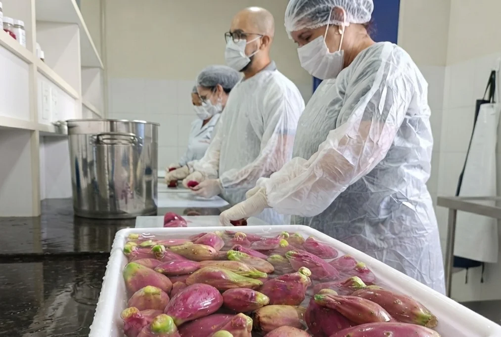 Além de garantir alimento de alto valor nutritivo para os rebanhos durante os períodos de estiagem severa, a pesquisa busca expandir o potencial de mercado da cultura na alimentação humana. Foto: divulgação/Sudene