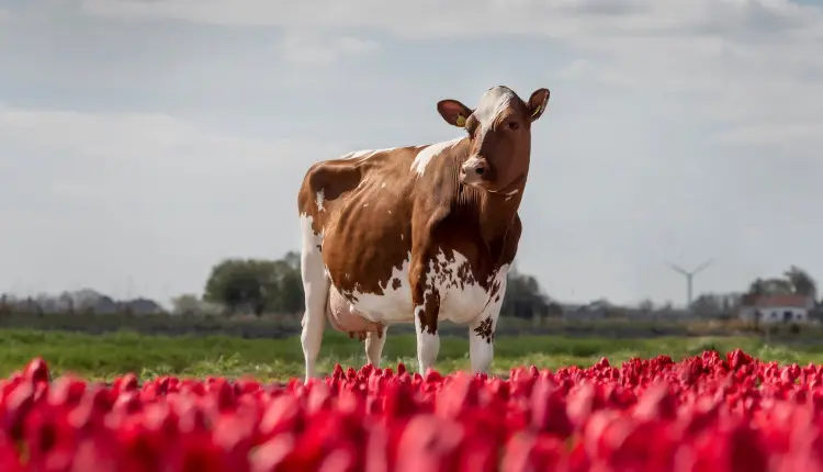 Raça Norueguesa que Equilibra Produção de Leite e Saúde Animal Ganha Espaço Mundial