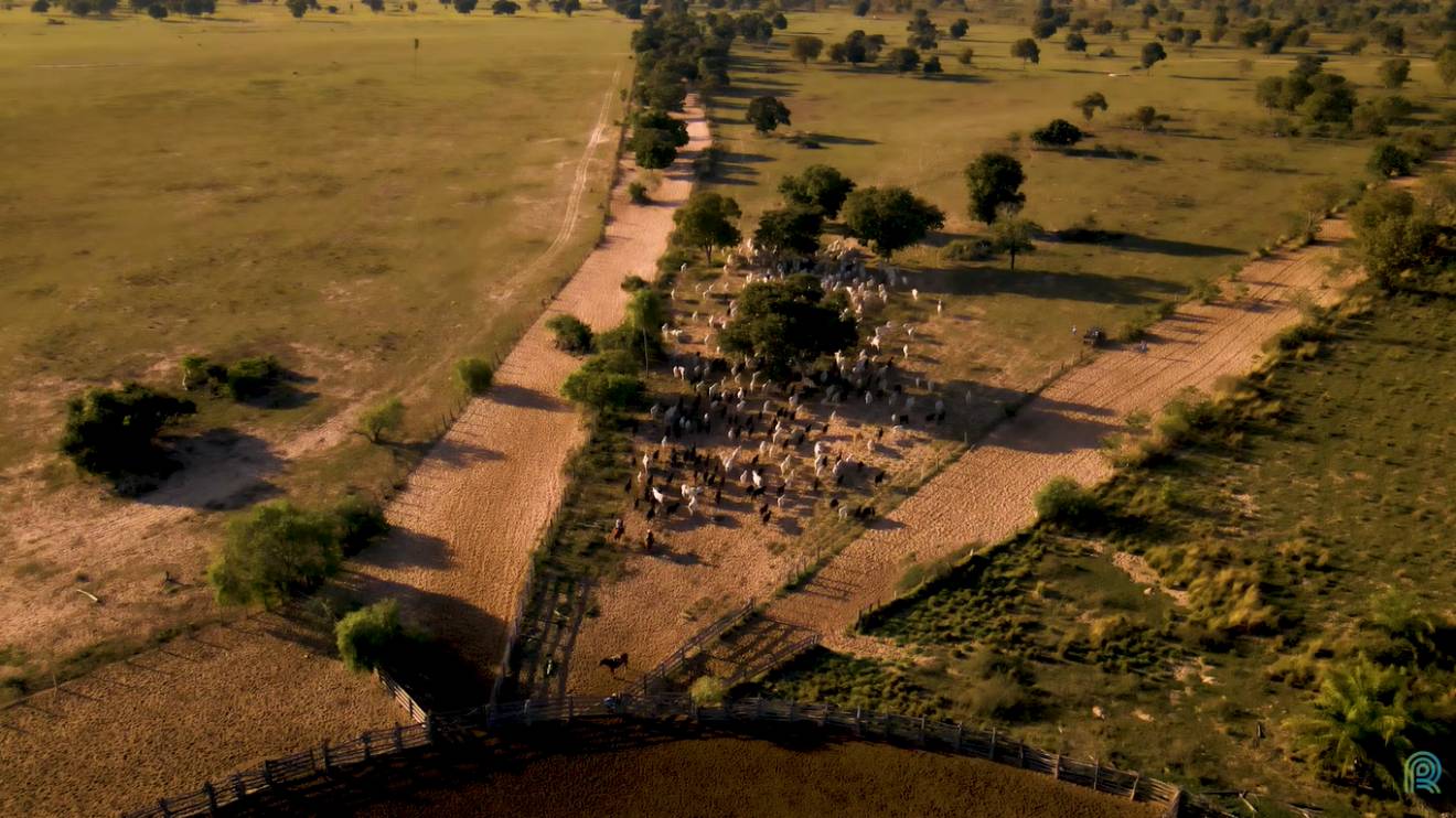 Carne do Pantanal se destaca em mercado com crescentes exigências