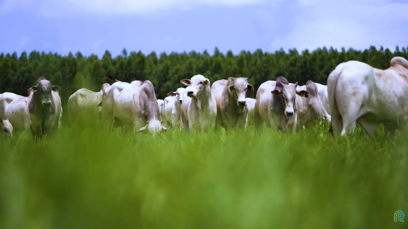Pesquisa aponta que boas práticas reduzem em até 70% a pegada de carbono da carne