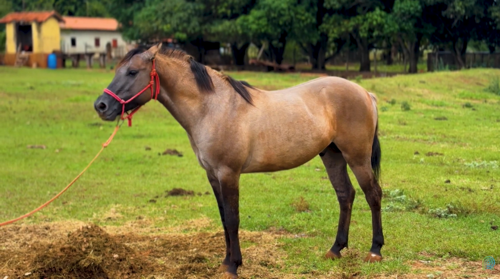 Cavalo pantaneiro