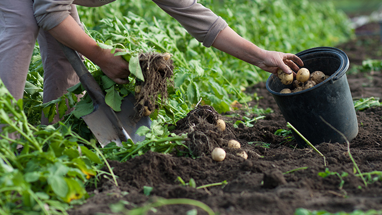 Guia prático para o cultivo de batata no agronegócio