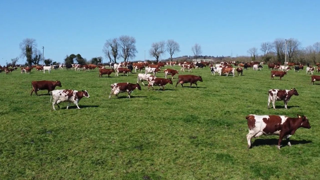 O maior rebanho de vacas da raça Vermelha Norueguesa do mundo fica licalizado no Condado de Cork, na Irlanda. Foto: Dovea Genetics