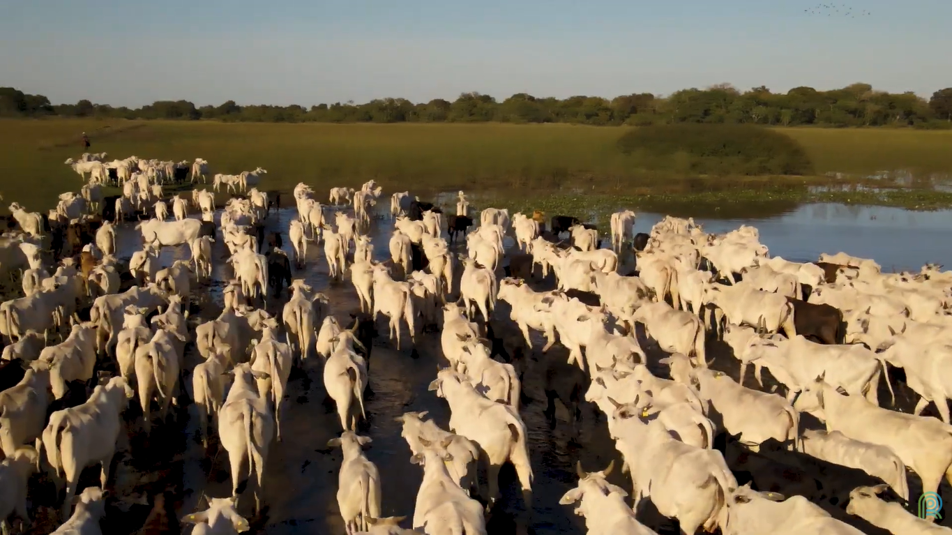 Rastreabilidade e sustentabilidade elevam valor da pecuária no Pantanal