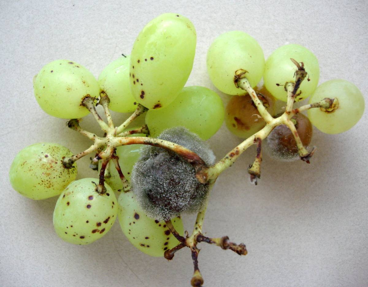 Pesquisadores da Embrapa ajustaram o cultivo do fungo Clonostachys rosea, que reduziu a incidência da podridão cinzenta em testes, aguardando validação em escala comercial - Foto: Planeta Campo / Reprodução.