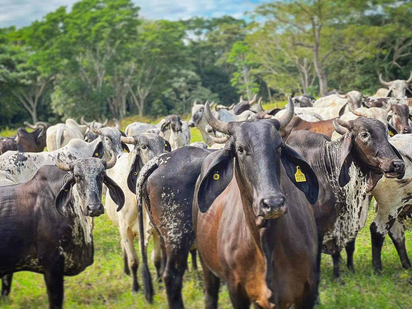 Foto: Rancho Don Guillermo.