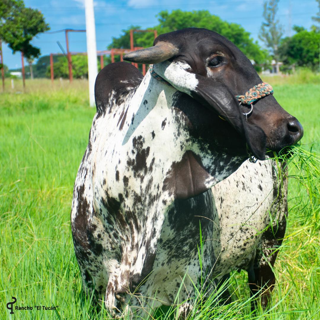 Foto: Rancho El Tucán.