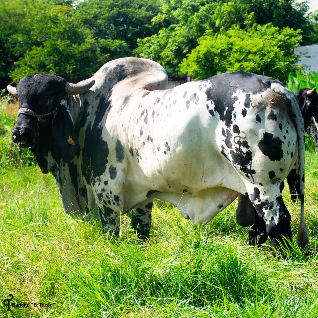 Foto: Rancho El Tucán.