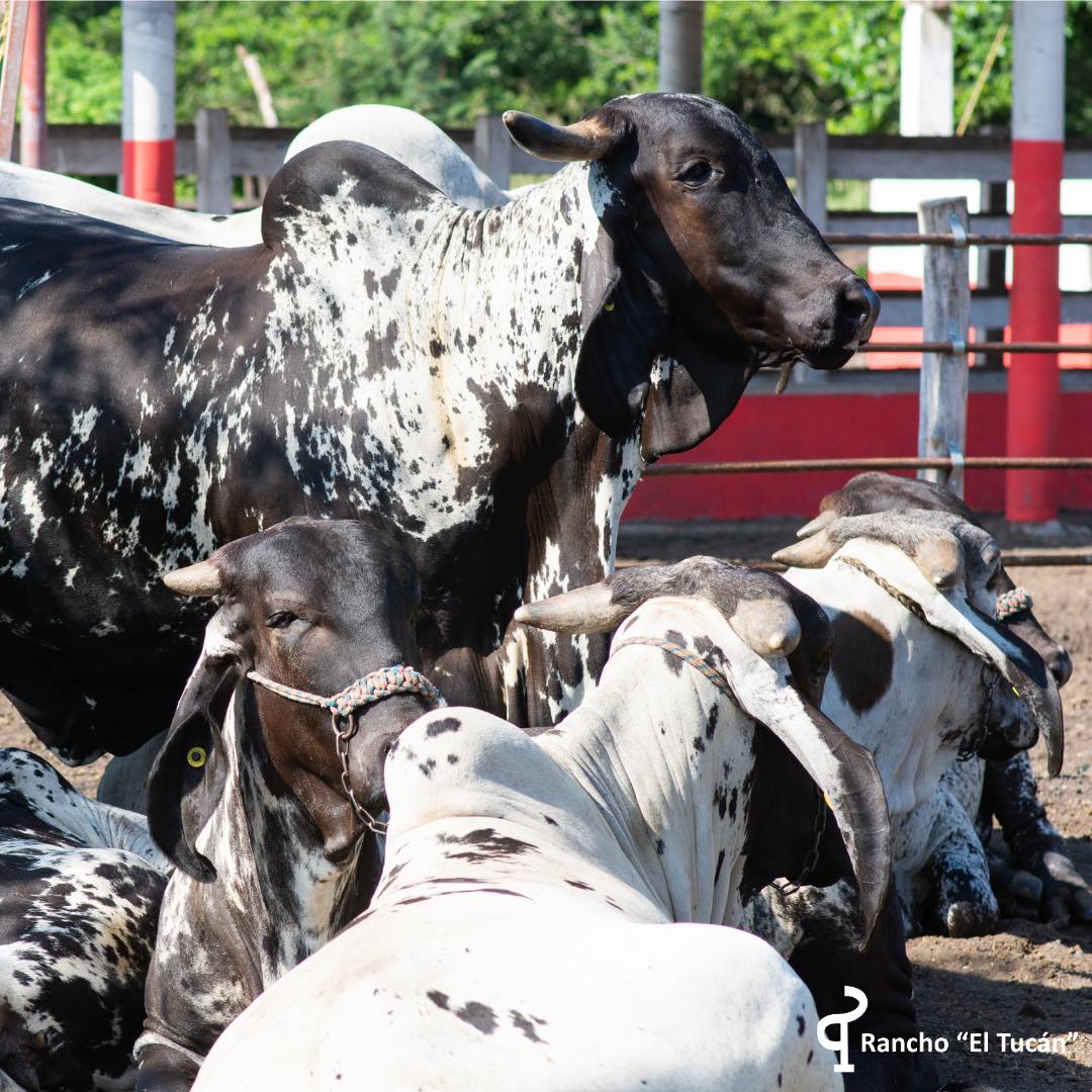 Foto: Rancho El Tucán.