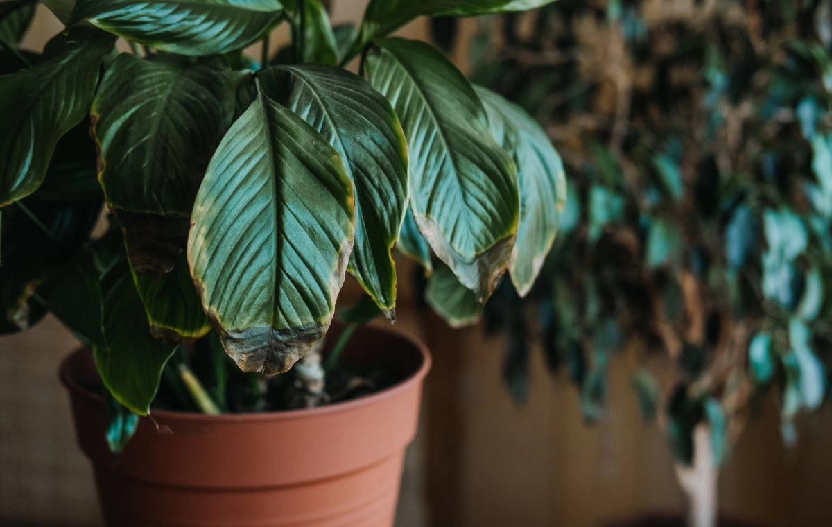 Garantir uma nutrição equilibrada evita o amarelecimento e promove plantas vigorosas e saudáveis.