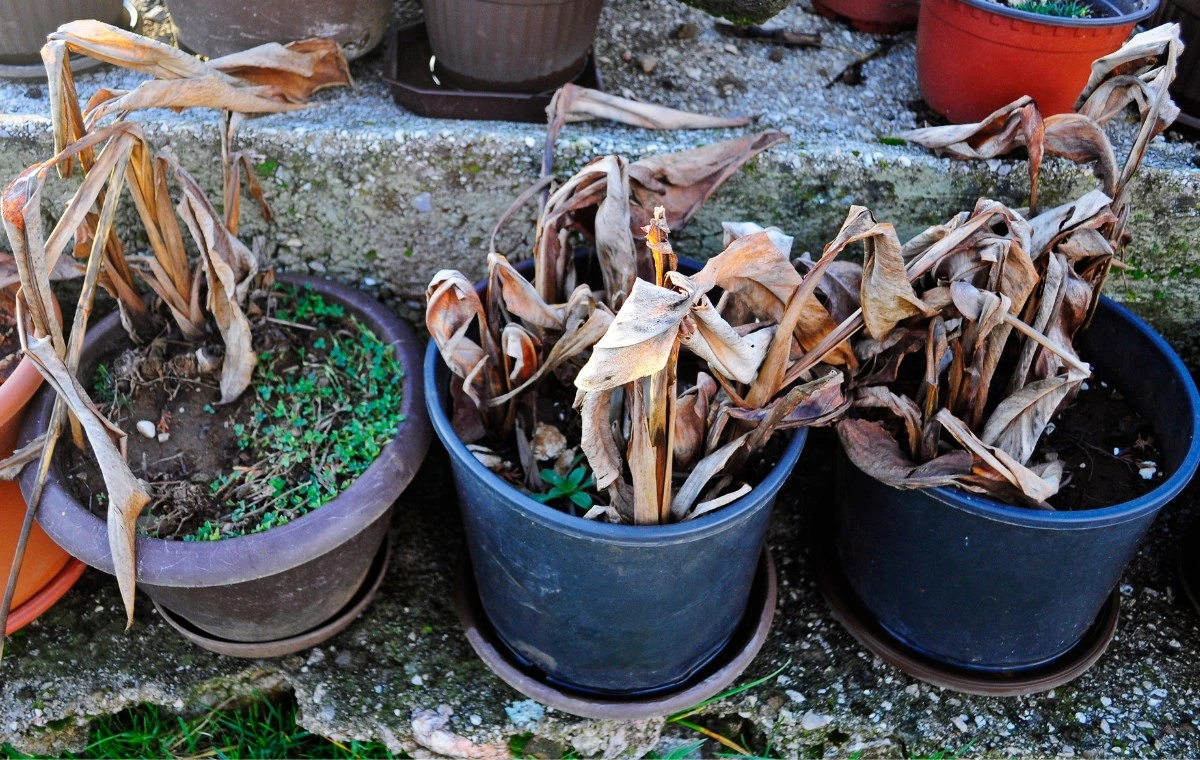 O excesso de água pode ser fatal mesmo para plantas que gostam de umidade, como o lírio-da-paz.