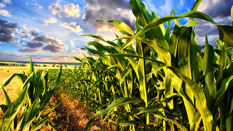 Bioestimulantes na agricultura: o que são e como usar na lavoura