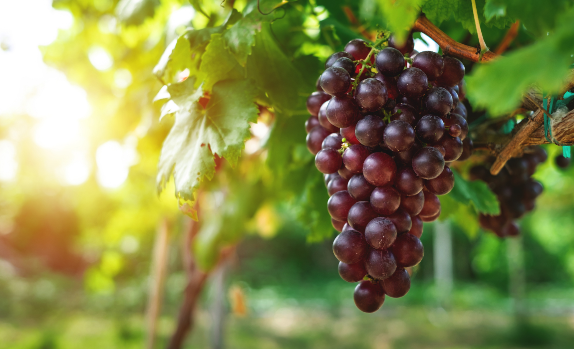 Fruticultura lidera crescimento de exportações agrícolas em 2025