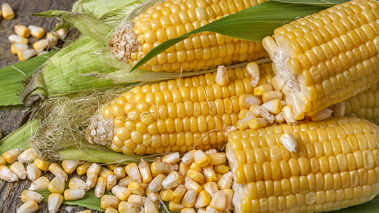 Como plantar milho verde e os cuidados necessários para a colheita