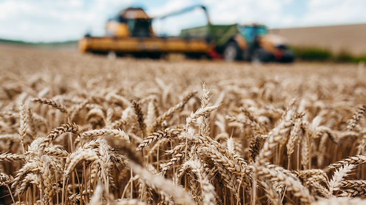 Dicas para aumentar a produtividade no cultivo de trigo